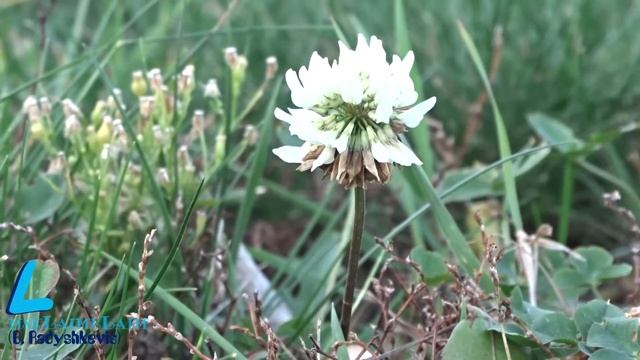 Цветы в октябре в Москве смотреть онлайн