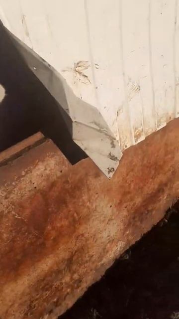 бык забодал стену смотреть онлайн