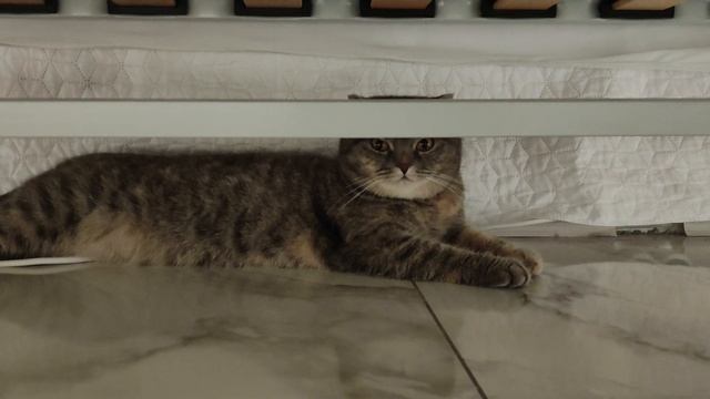 первое длиное видео кошки Маруси смотреть онлайн