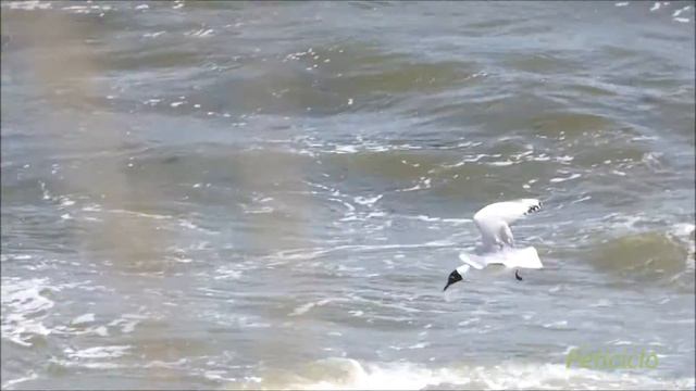 Gaviota capucho café (Chroicocephalus maculipennis) смотреть онлайн