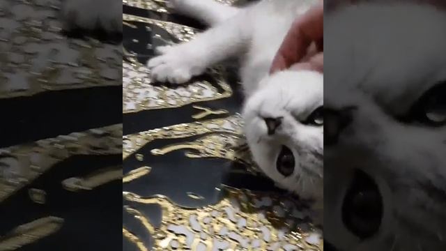 Ласка и любовь для Британской кошки смотреть онлайн