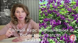 Обучающий Вебинар по обрезки клематисов. Приглашаю на обучение!