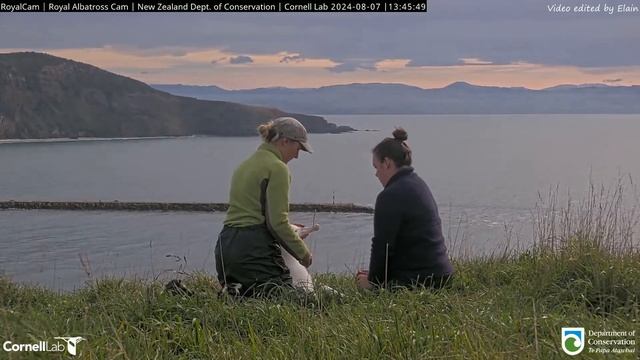 24.08.07 Royal Albatross Cam - 小信補充餵食 TF Chick Supplementary Fedding смотреть онлайн