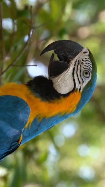 Cute Bird Sounds | #birds #shorts #youtubeshorts #funy смотреть онлайн