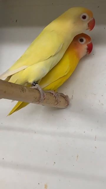 Creamino x Decino pair lovebird #shorts смотреть онлайн