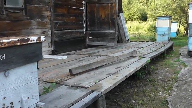 Пасека! Об отношении к роям, к пчелам, которым захотелось нас покинуть! смотреть онлайн