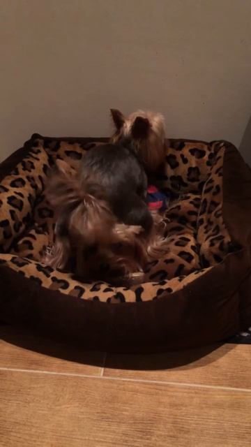 Собака извращенка смотреть онлайн