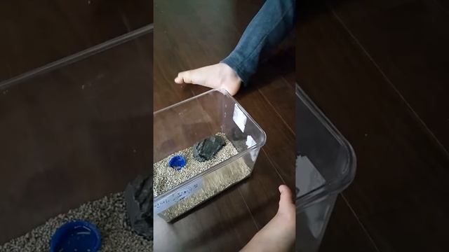 극동전갈 소개 смотреть онлайн