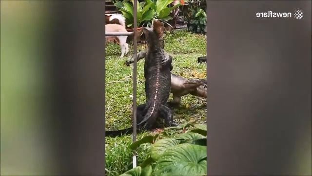 🐊🔥 BEST REPTIL MMA FIGHT ►Wrestling NEW смотреть онлайн