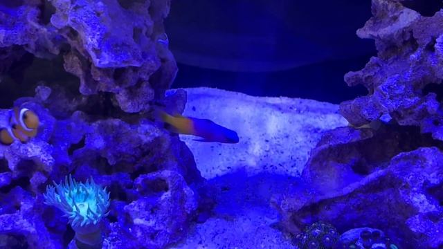 Possible flukes? Royal Gramma behavior смотреть онлайн