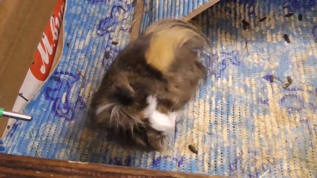 Просто Дарвин / Морская свинка Дарвин смотреть онлайн