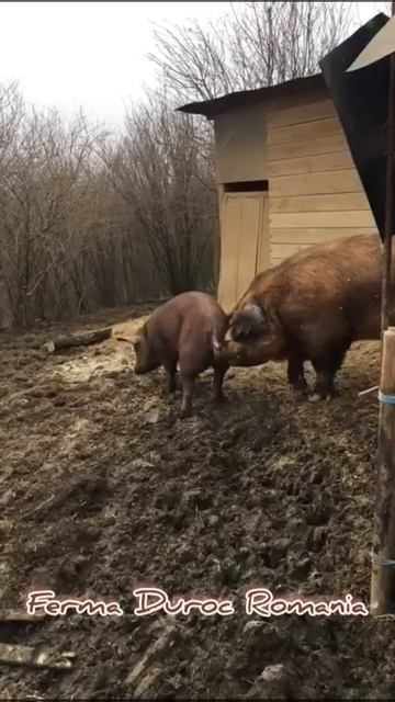 Duroc breeding-This really huge "boy" seduces a little "girl"-monta naturala chiar si la peste 500k смотреть онлайн