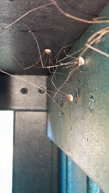 Spider's Everywhere. #Shorts смотреть онлайн