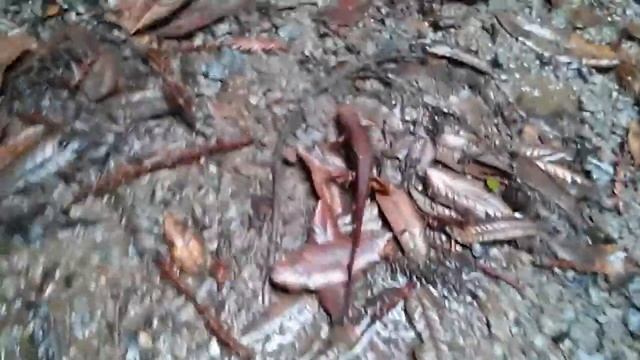 Salamander in the Santa Cruz mountains смотреть онлайн