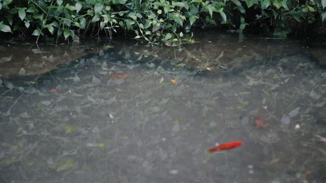 캠핑브이로그.우중캠핑.☔️무더운 여름 속 최적의 여름캠핑.우중캠핑.빗소리 ASMR.캠핑.camping. смотреть онлайн