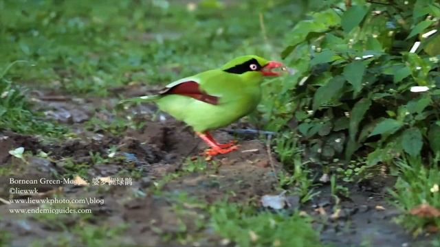 having buffet moths ... Bornean Green-Magpie, 婆罗洲绿鹊 смотреть онлайн