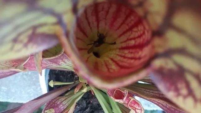 Оса, хваната от сарацения (месоядно цвете) смотреть онлайн