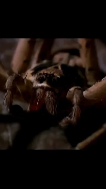 Паучара 🕷️😰😨😱 #животные #природа #shorts смотреть онлайн