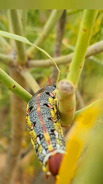 Леди Махаон в хрустальных туфельках и шляпке. shorts. короткое видео. caterpillar swallowtail смотреть онлайн