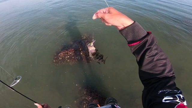 Rapala shadow rap jack deep 5cm grouper in shore смотреть онлайн