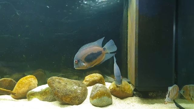 THE UARU CICHLID CARE GUIDE AND INFORMATION
