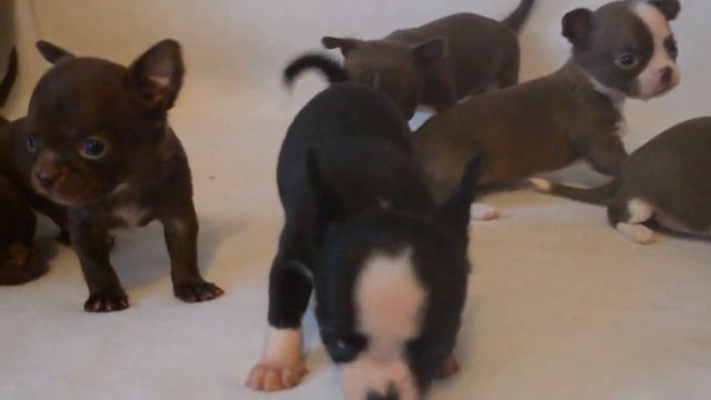 Щенки чихуахуа 1мес. смотреть онлайн