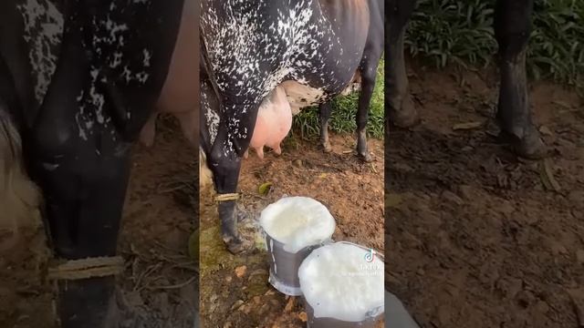 СИГУРНИ УДАРИ СУТ БЕРИШНИ ЕРАРКАН🐂🐂🦬🦬🐂💪💪 смотреть онлайн
