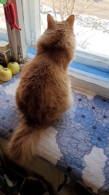 16 марта 2023 г. Томас 🐱 Родная улица 🏠 смотреть онлайн