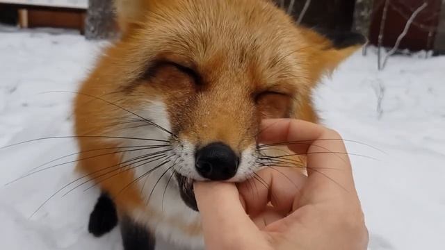 Ли Сяо. Алиса - Лиса / Прикольные Моменты с Алисой ч. 62 / Alice the Fox смотреть онлайн