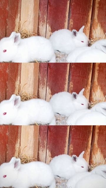 Крольчата подросли! #кролики #кролиководство #крольчата смотреть онлайн