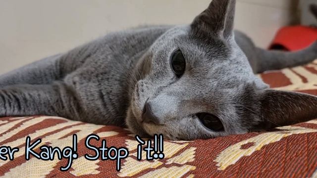 A cat staring at the camera to turn it off 카메라끄라고 빤히 처다보는 고양이 🐱 смотреть онлайн