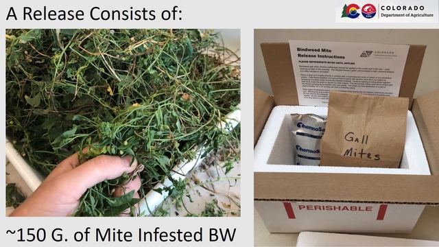 Eriophyid Mites for Biocontrol of Field Bindweed and Hoary Cress смотреть онлайн