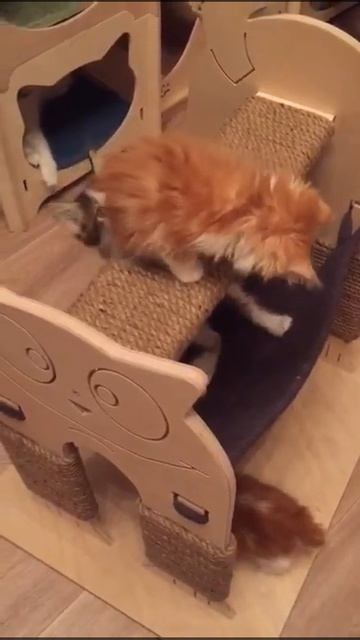 Только посмотрите как эти сладкие к😊л😊б😊чки играют💛💛💛 смотреть онлайн