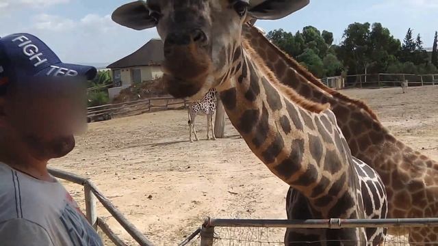 Жираф смотреть онлайн