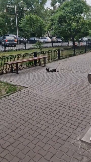 Разборки скворцов(майна) #скворцы #разборки #майна Disassembly of starlin #birds смотреть онлайн