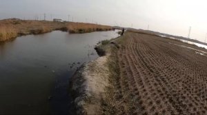 Сазаны весь паук рвут,  перед икрометом. Караси огромные #fishing #рыбалка #낚시#fish