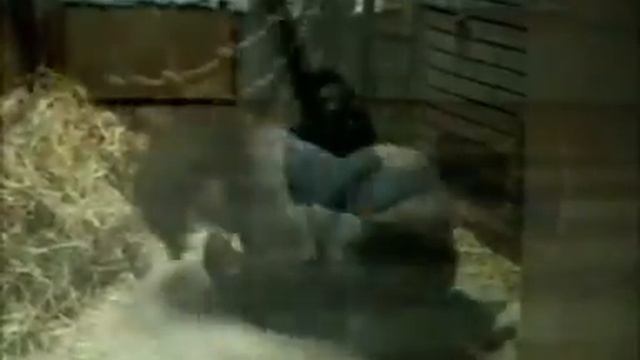 Клип-Лезгинка с обезьяной. А.Иосипишин.mpg смотреть онлайн