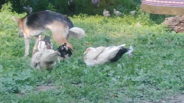 Наглые индоутки смотреть онлайн