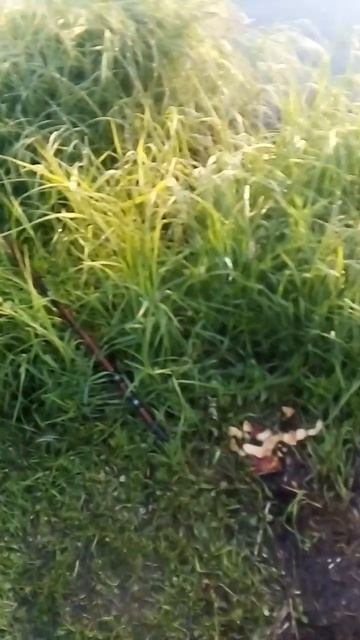 Утренняя рыбалка на карася,и ратана смотреть онлайн