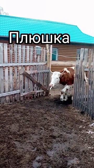 Коровки идут на дойку 😎😁 смотреть онлайн