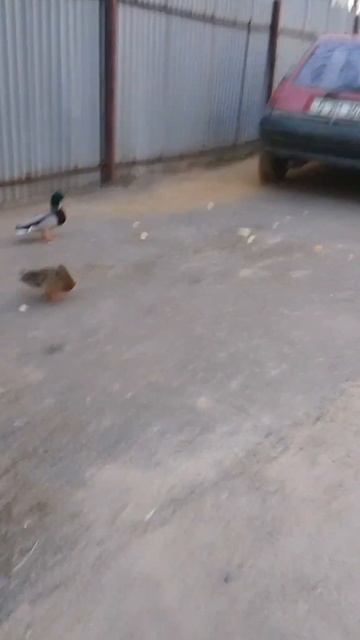 Второй год прилетают семья утиная на обед смотреть онлайн