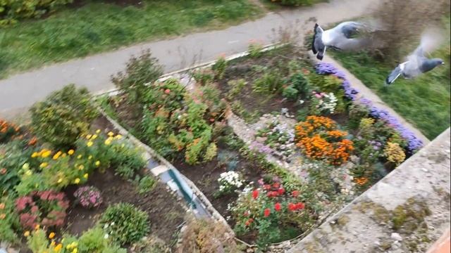 Голубиный бой смотреть онлайн