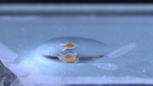 Hydra | Das unsterbliche Lebewesen unter dem Mikroskop смотреть онлайн