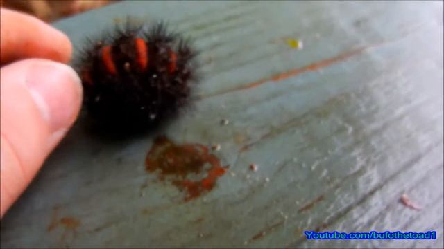 Giant Leopard Moth Caterpillar ( Eyed Tiger Moth ) смотреть онлайн