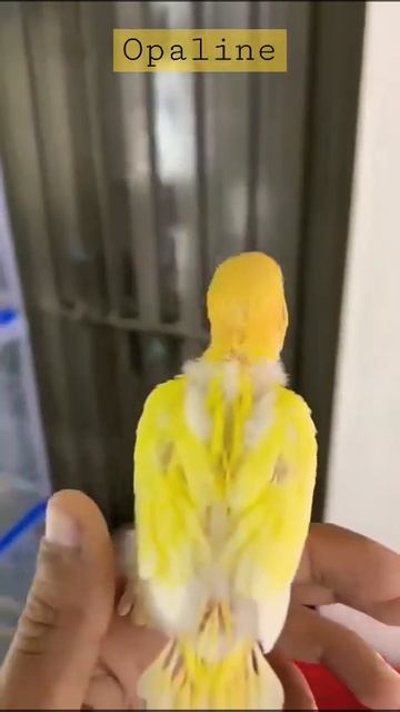 #pakistan #lahore #lovebirds #birds смотреть онлайн