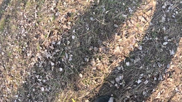 Терри. 6 часовой след. Статист собаке не знаком, предварительно не общались. 08.05.2023 смотреть онлайн