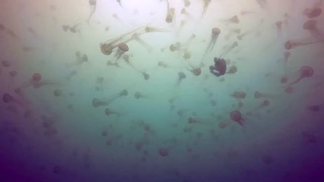 Brown Jellies, off of Breakwater on 9/3/17 смотреть онлайн