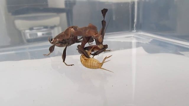 Phyllocrania paradoxa adult female eating a cricket смотреть онлайн