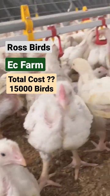 Ross Birds#Ec Poultry Farm#Cost#Shed Size#Broiler Farm