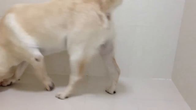 Dog pooping in a cup смотреть онлайн